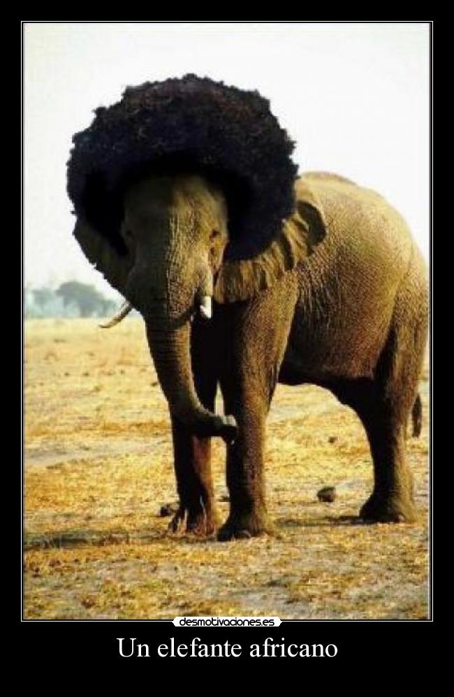 Un elefante africano -