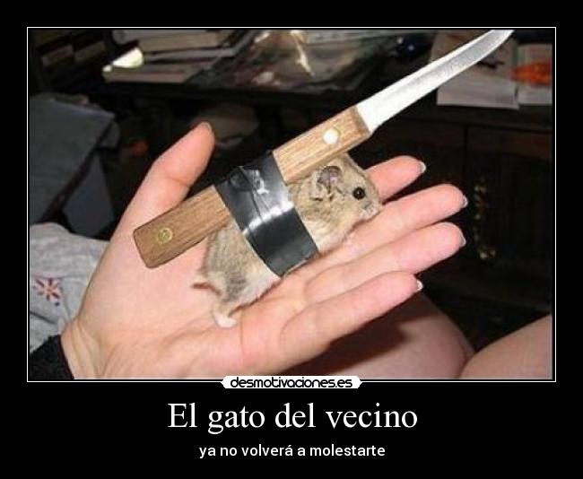 carteles gato desmotivaciones