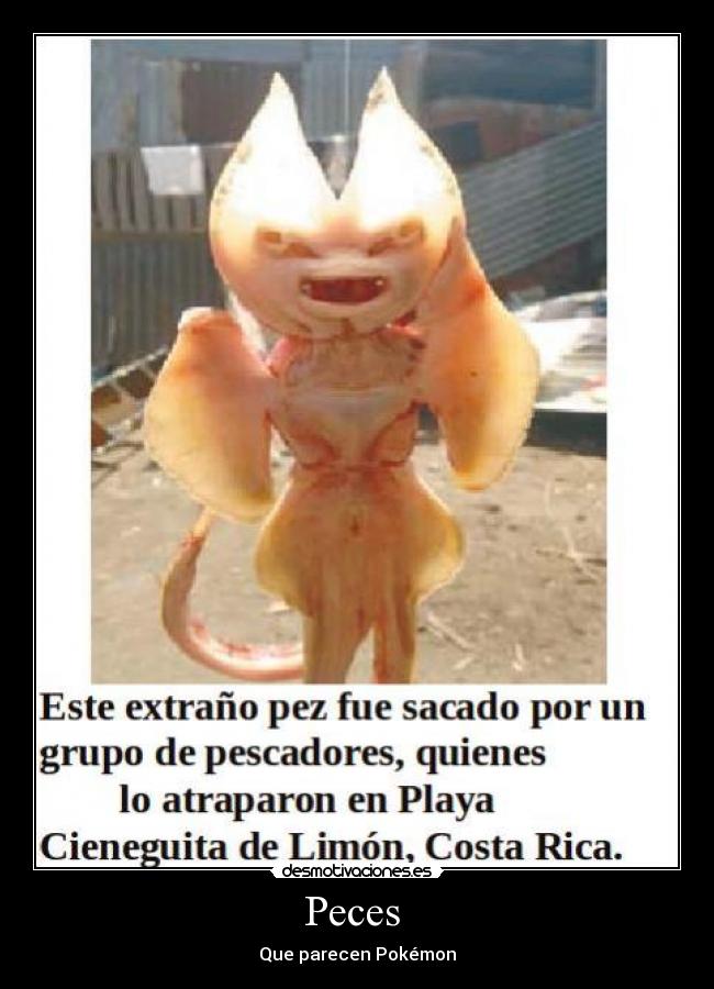 Peces -