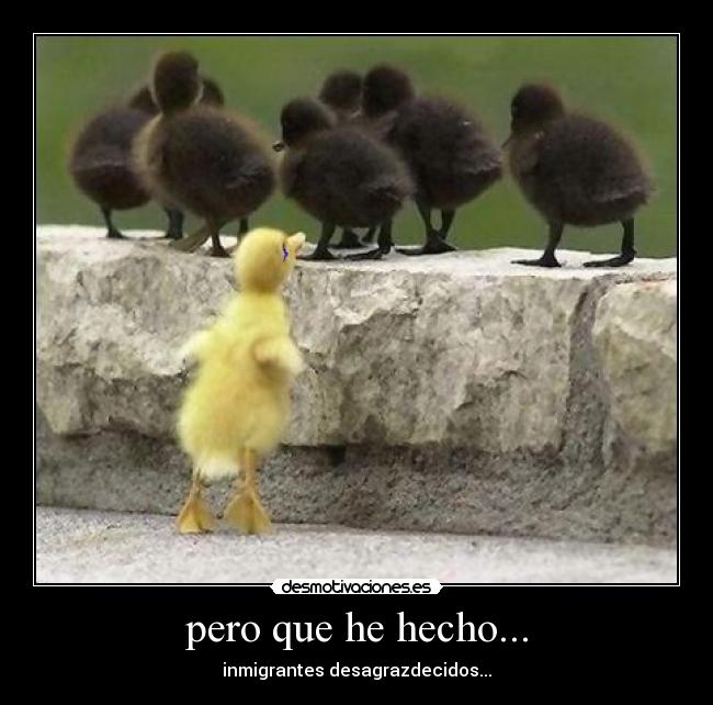 pero que he hecho... - inmigrantes desagrazdecidos...