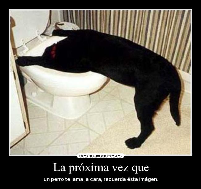 La próxima vez que - un perro te lama la cara, recuerda ésta imágen.