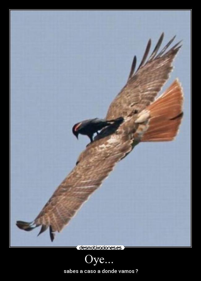 Oye... - sabes a caso a donde vamos ?