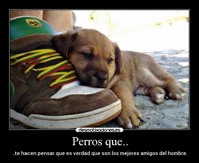 Perros que.. - ..te hacen pensar que es verdad que son los mejores amigos del hombre.