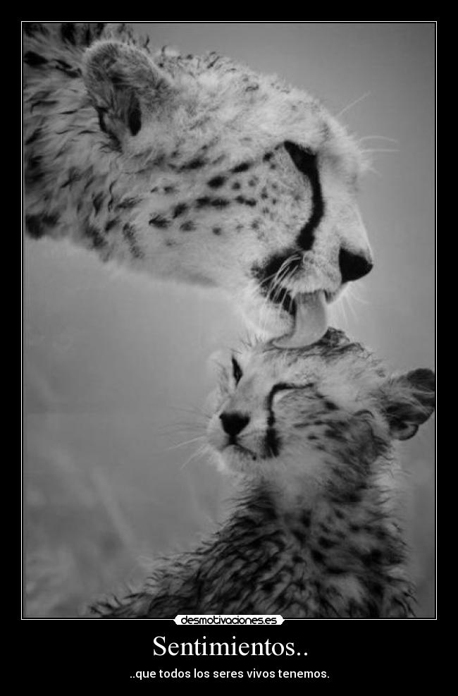 carteles sentimientos sentimientos desmotivaciones