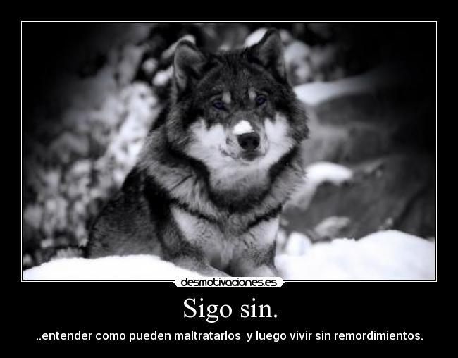 Sigo sin. - ..entender como pueden maltratarlos  y luego vivir sin remordimientos.