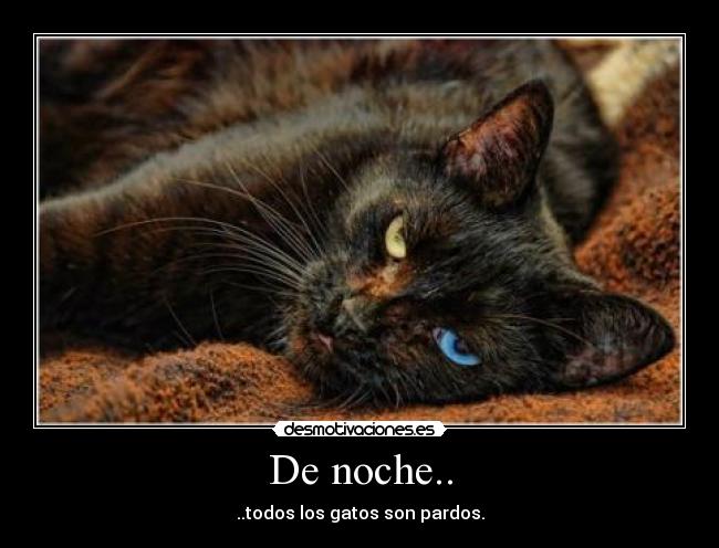 De noche.. - ..todos los gatos son pardos.