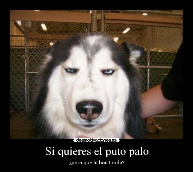 Si quieres el puto palo - 