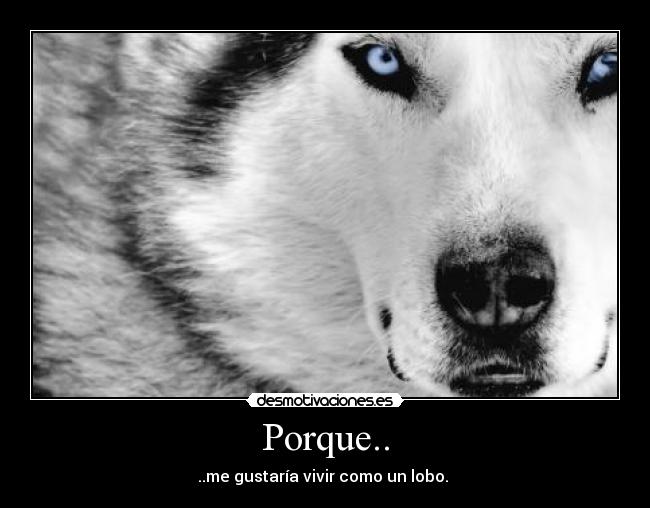 Porque.. - ..me gustaría vivir como un lobo. 