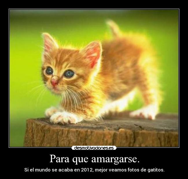Para que amargarse. - Si el mundo se acaba en 2012, mejor veamos fotos de gatitos.
