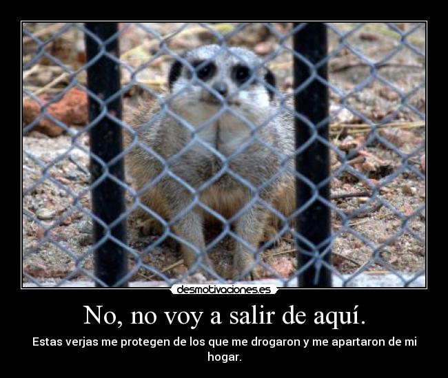 No, no voy a salir de aquí. - 