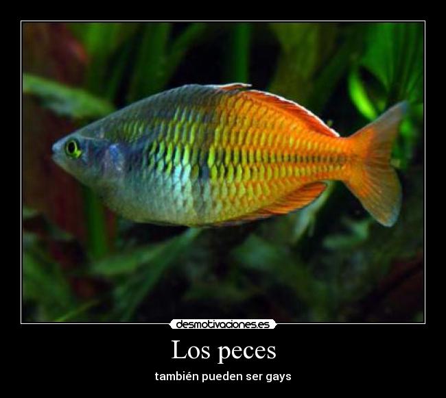 Los peces - también pueden ser gays