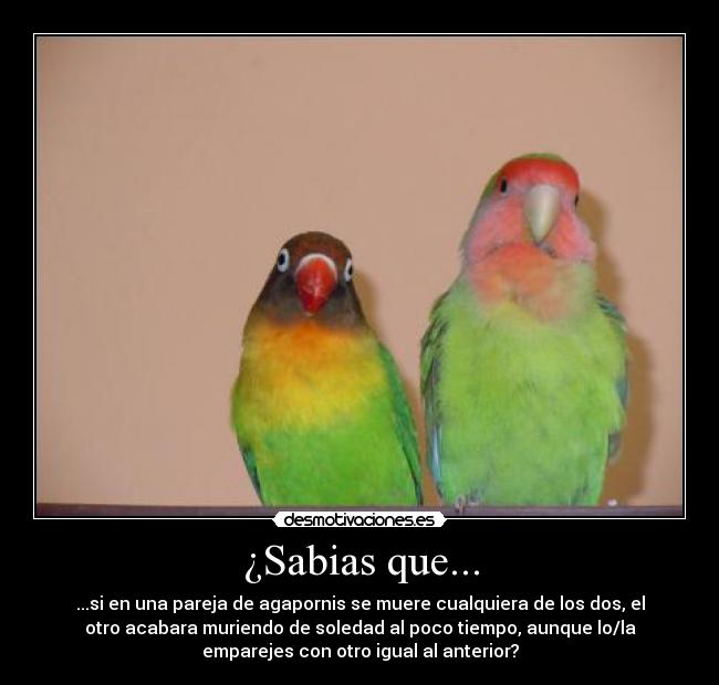 ¿Sabias que... - ...si en una pareja de agapornis se muere cualquiera de los dos, el
otro acabara muriendo de soledad al poco tiempo, aunque lo/la
emparejes con otro igual al anterior?