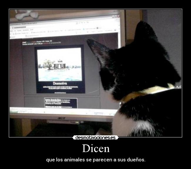 Dicen - 