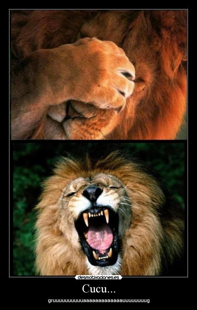 Cucu... - gruuuuuuuuuuaaaaaaaaaaaaauuuuuuuug