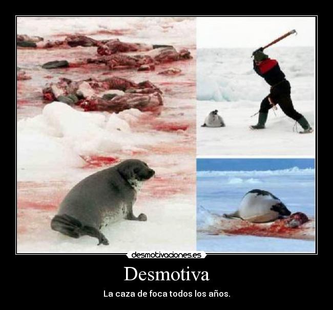 Desmotiva - La caza de foca todos los años.