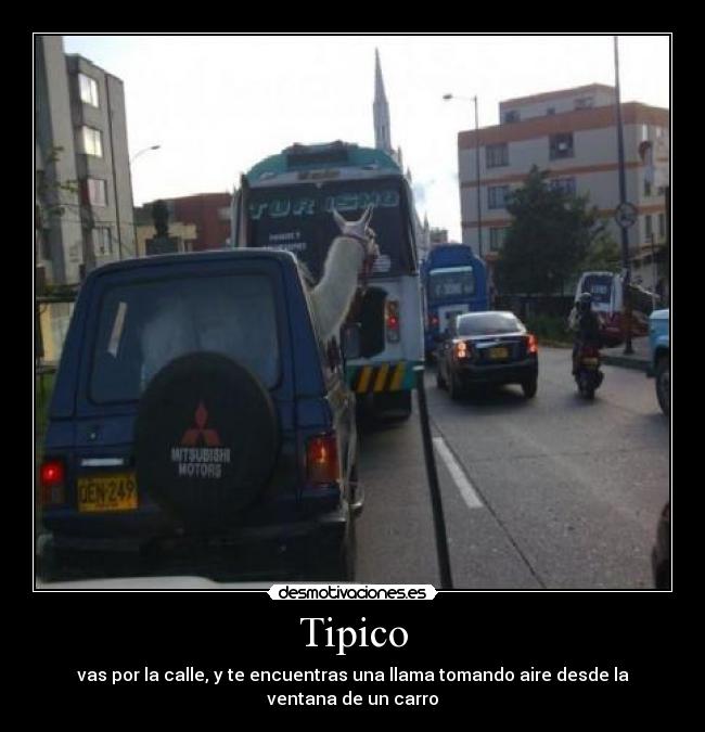 Tipico - vas por la calle, y te encuentras una llama tomando aire desde la ventana de un carro