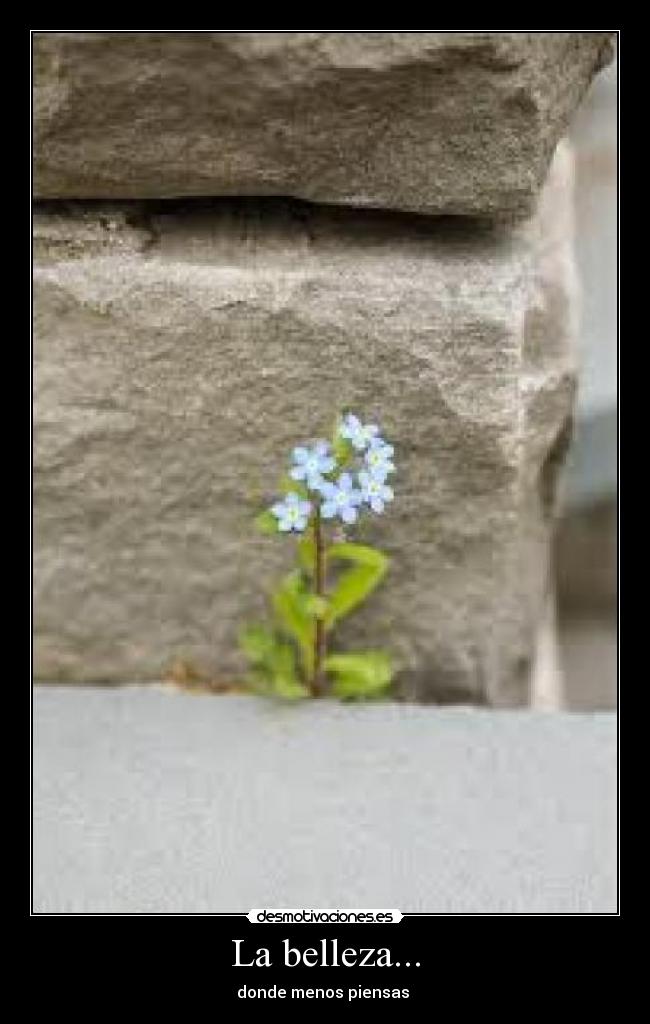 La belleza... - donde menos piensas 
