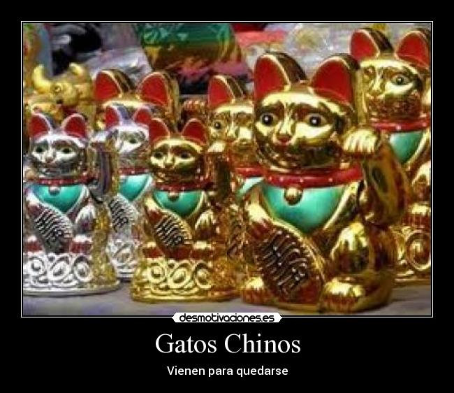 Gatos Chinos - 
