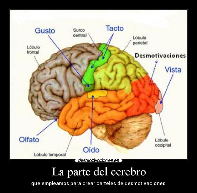 La parte del cerebro - que empleamos para crear carteles de desmotivaciones.