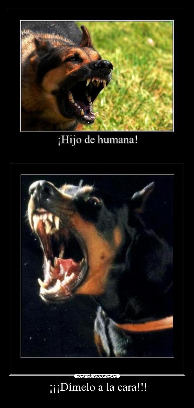 ¡¡¡Dímelo a la cara!!! - 