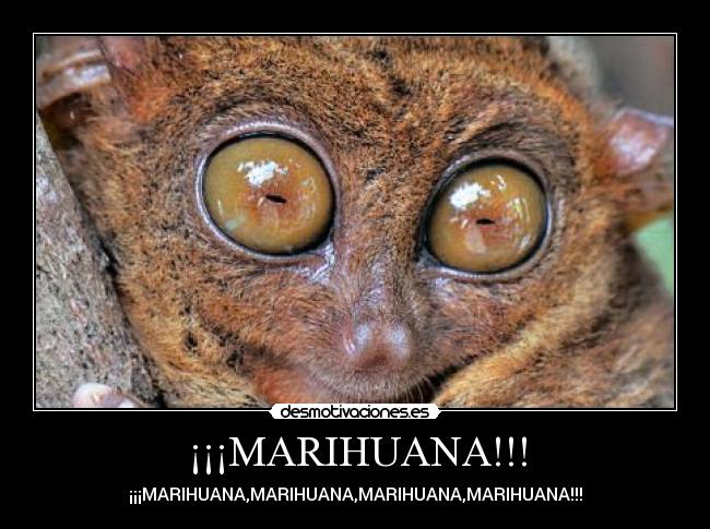 ¡¡¡MARIHUANA!!! - 