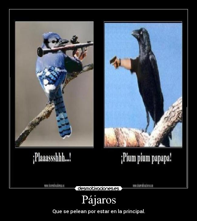 Pájaros -