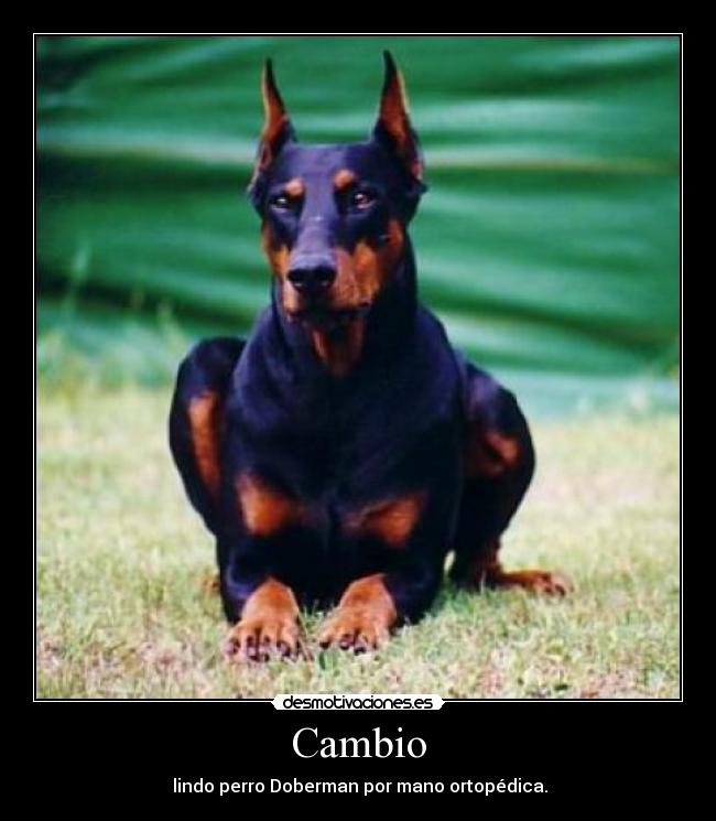 Cambio -  lindo perro Doberman por mano ortopédica.