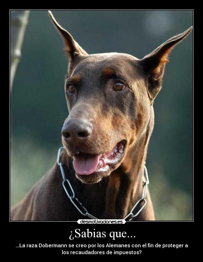 carteles dobermann ataca walt_k desmotivaciones