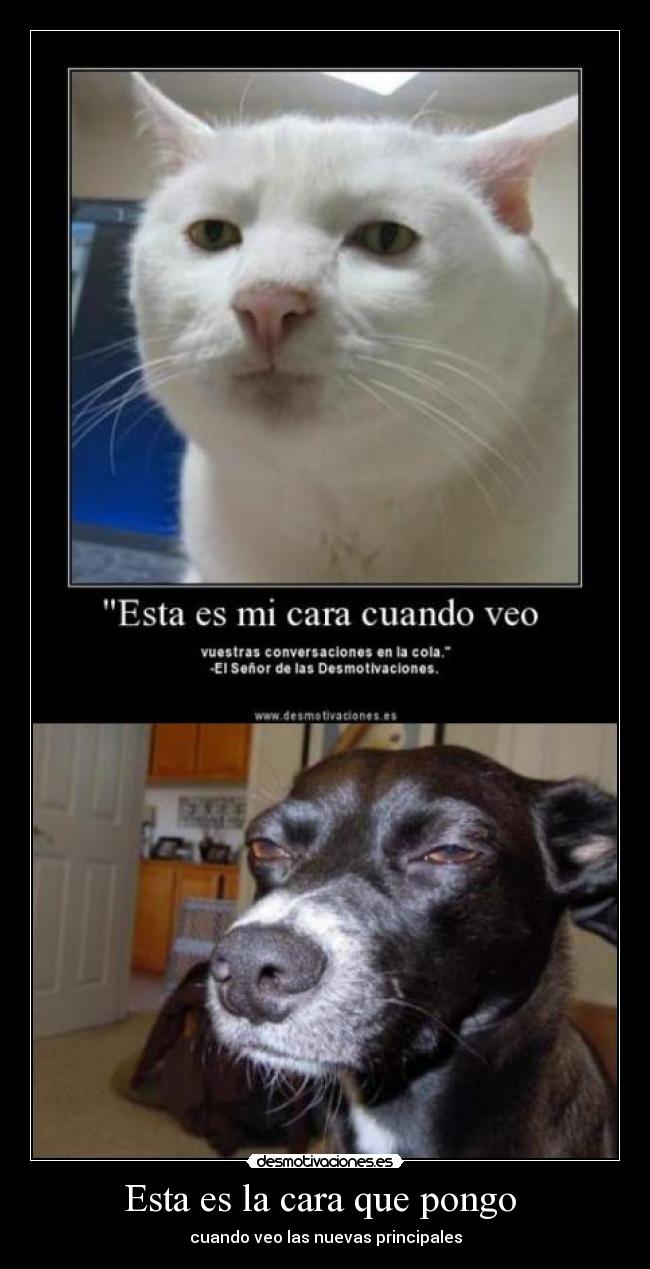 Esta es la cara que pongo - cuando veo las nuevas principales