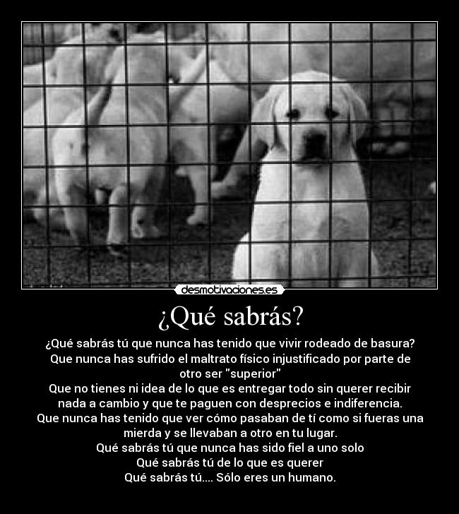 ¿Qué sabrás? - ¿Qué sabrás tú que nunca has tenido que vivir rodeado de basura?
Que nunca has sufrido el maltrato físico injustificado por parte de
otro ser superior
Que no tienes ni idea de lo que es entregar todo sin querer recibir
nada a cambio y que te paguen con desprecios e indiferencia.
Que nunca has tenido que ver cómo pasaban de tí como si fueras una
mierda y se llevaban a otro en tu lugar.
Qué sabrás tú que nunca has sido fiel a uno solo
Qué sabrás tú de lo que es querer
Qué sabrás tú.... Sólo eres un humano.
