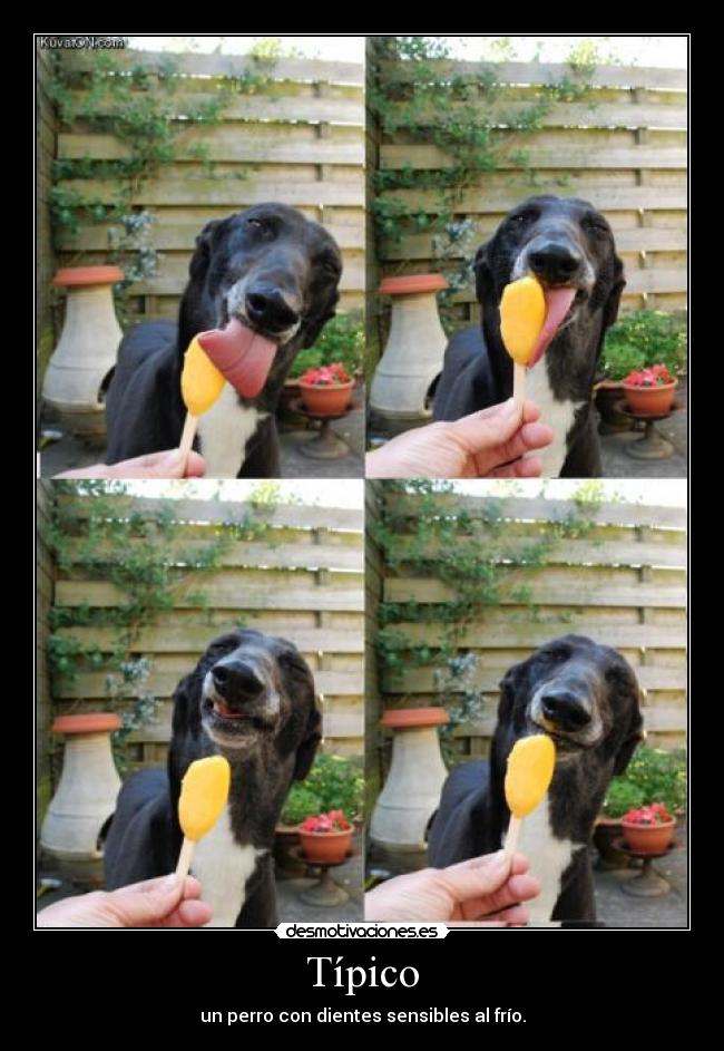 Típico - un perro con dientes sensibles al frío.