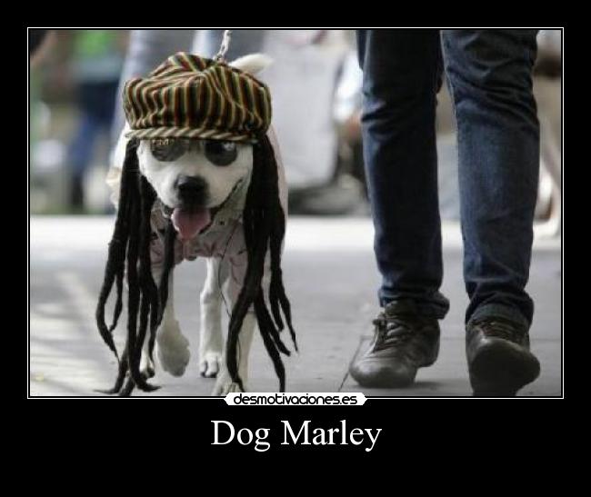 Dog Marley - 