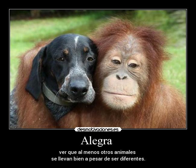 Alegra  - ver que al menos otros animales 
se llevan bien a pesar de ser diferentes.