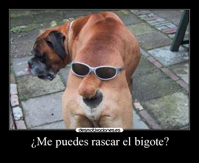 carteles perro gafas orto bigote rascar desmotivaciones