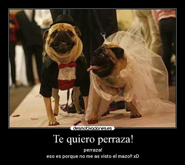 Te quiero perraza! -