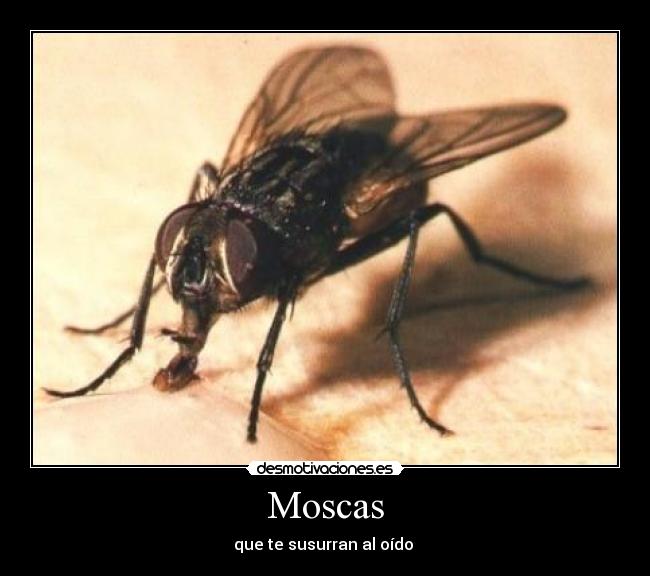 Moscas -
