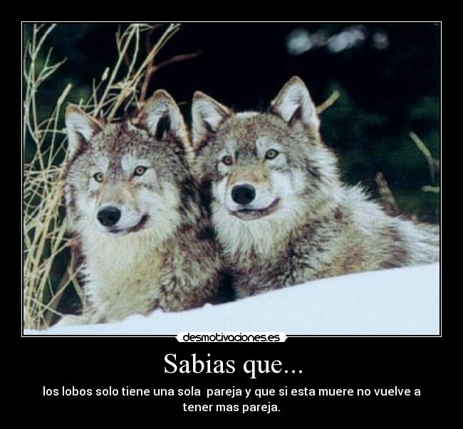Sabias que... - los lobos solo tiene una sola  pareja y que si esta muere no vuelve a tener mas pareja.