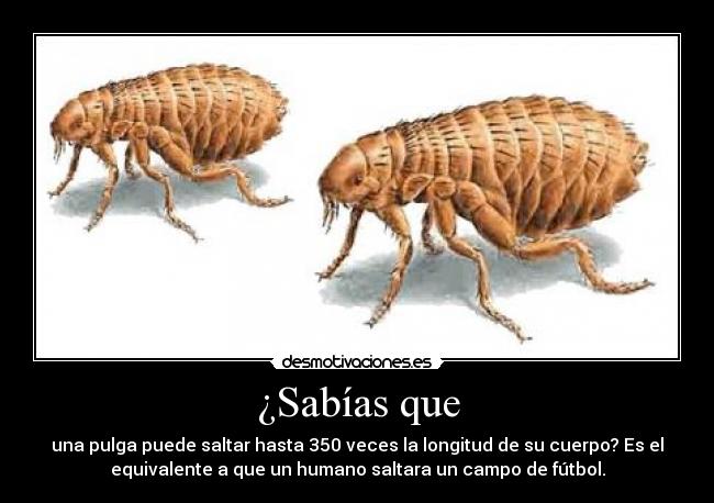 ¿Sabías que - una pulga puede saltar hasta 350 veces la longitud de su cuerpo? Es el
equivalente a que un humano saltara un campo de fútbol.
