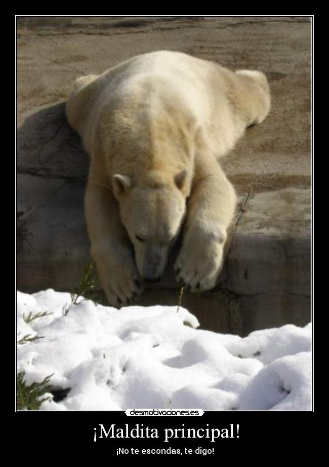 ¡Maldita principal! - ¡No te escondas, te digo!