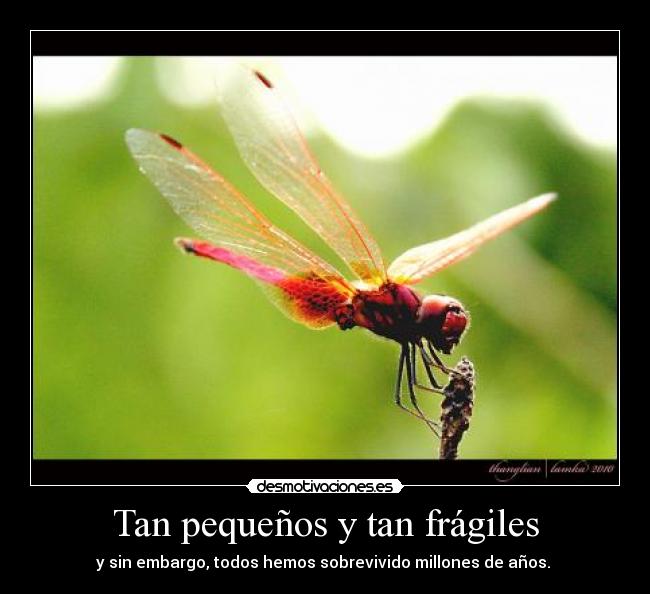 Tan pequeños y tan frágiles -