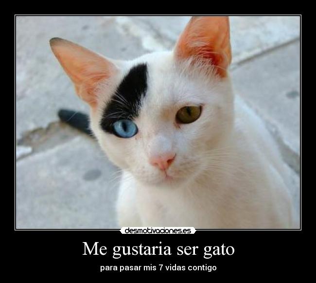 Me gustaria ser gato - 