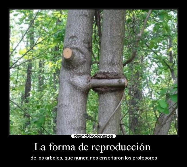 La forma de reproducción - de los arboles, que nunca nos enseñaron los profesores