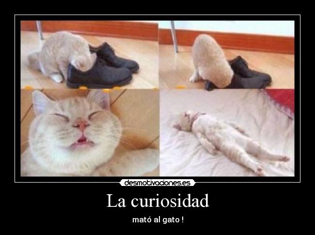 La curiosidad - mató al gato !