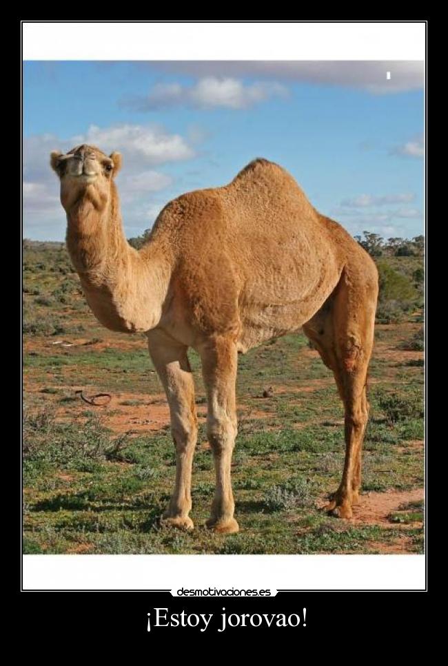 ¡Estoy jorovao! - 