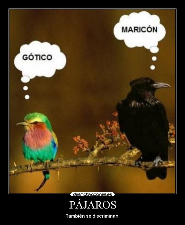 PÁJAROS - También se discriminan
