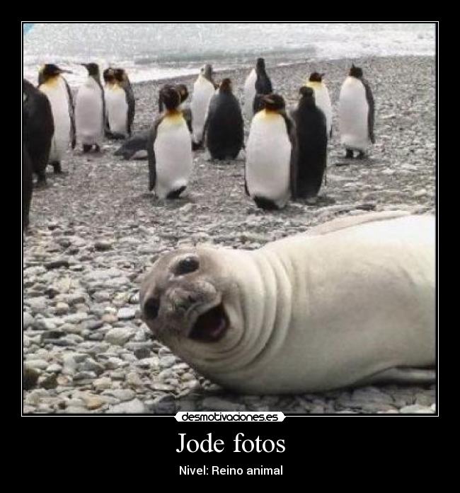 Jode fotos - 