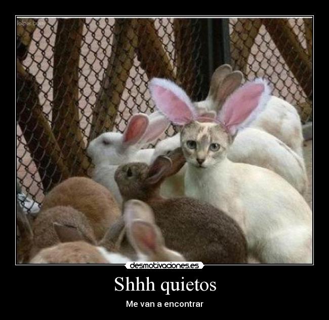 carteles gato desmotivaciones