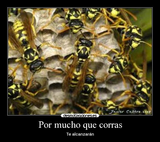 carteles rosaa desmotivaciones