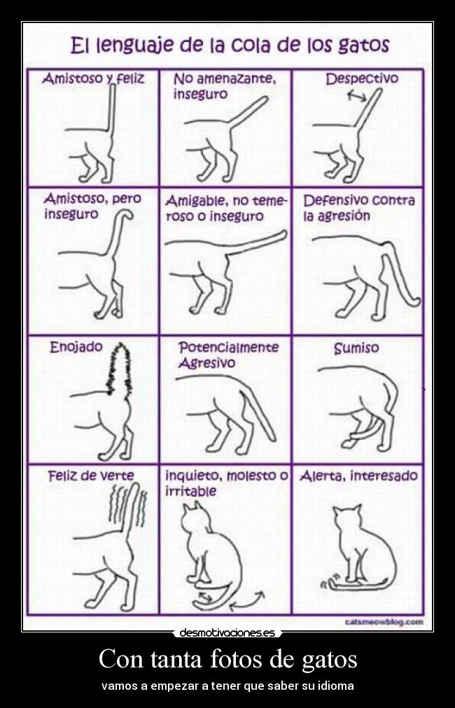 Con tanta fotos de gatos - vamos a empezar a tener que saber su idioma