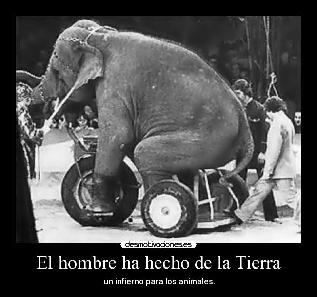 El hombre ha hecho de la Tierra - un infierno para los animales.